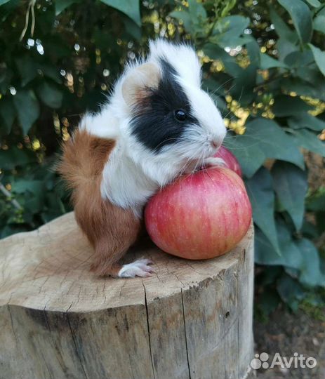 Разные морские свинки