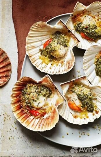 Морская ракушка