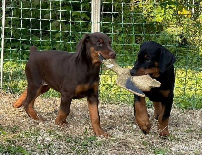 Щенки добермана с документами