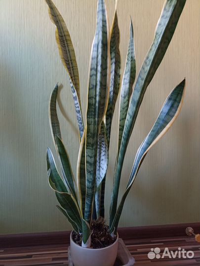 Сансевиерия взрослая и детки