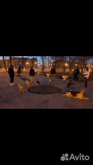 Дрессировка собак кинолог