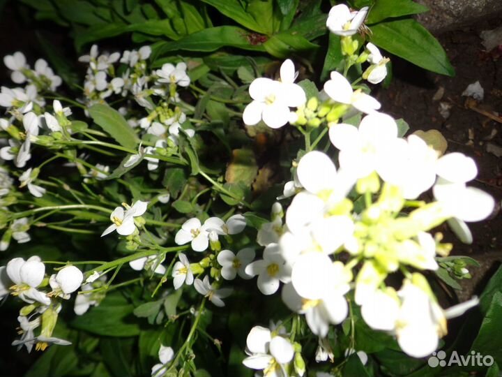 Флоксы шиловид. 2цв.почвопокр.многол.Много цветов