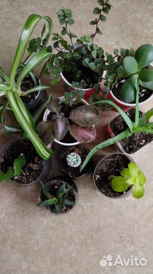 Комнатные цветы