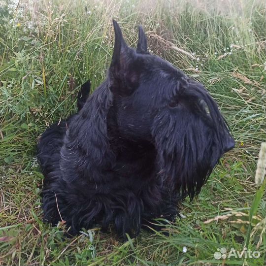 Скотч-терьер