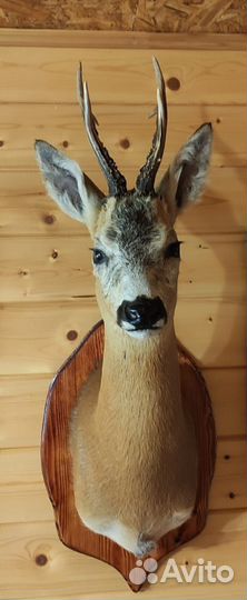 Чучело косули