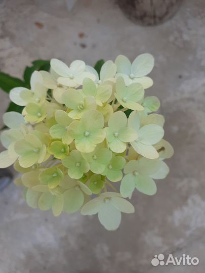 Гортензия саженцы метельчатая