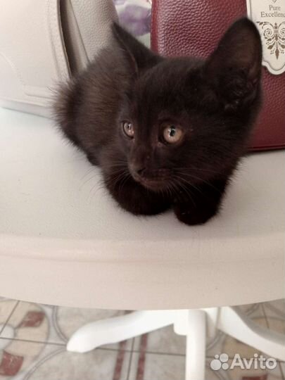 Котенок мальчик бесплатно