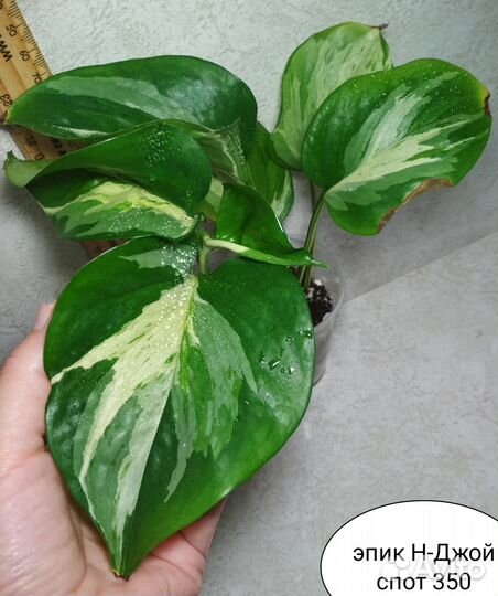 Ктенанте, филодендрон