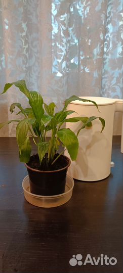 Цветок женское счастье