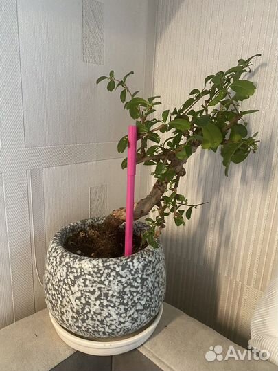 Бонсай кармона