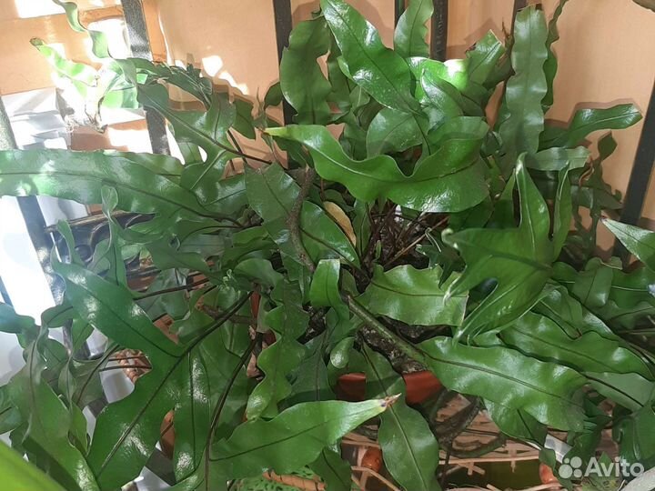 Излишки комнатных цветов