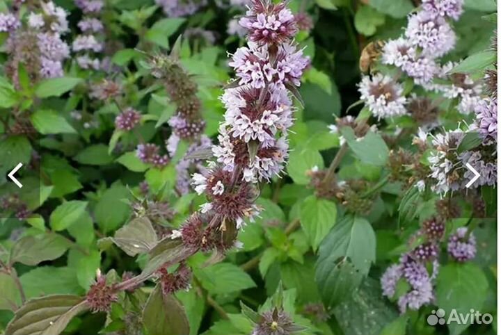 Мята перечная