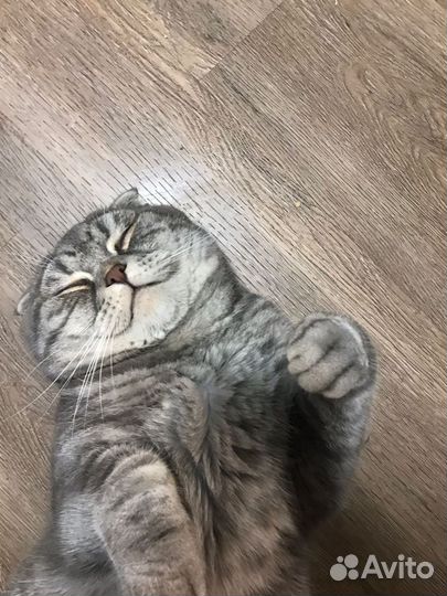 Британский кот