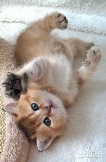 Клубные британские котята