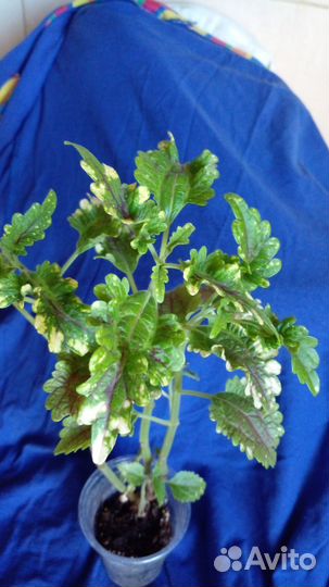 Колеусы вегетативные