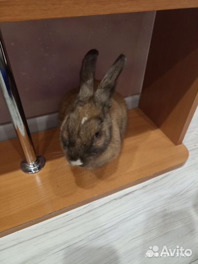 Кролик (фото)