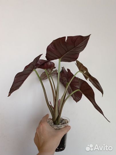 Алоказия Рэд Грэй