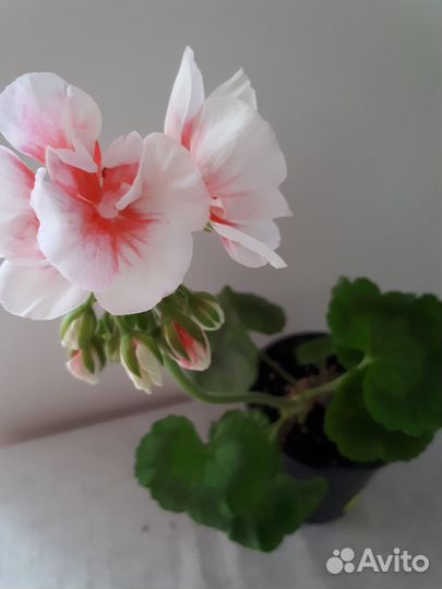 Герань пеларгония