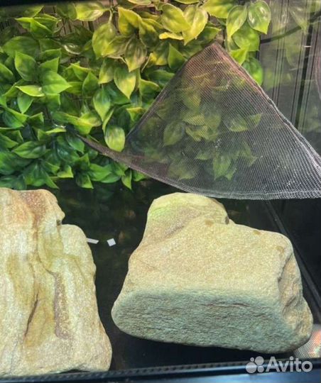 Террариум с наполнением