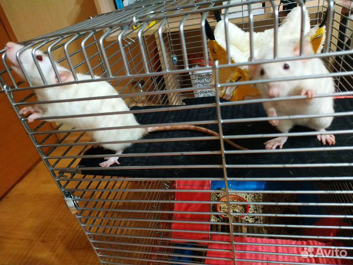 Крысята дамбо девочки