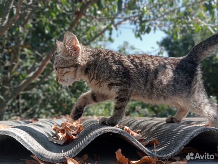 Котенок в добрые руки бесплатно