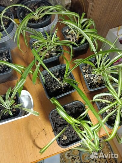 Хлорофитум