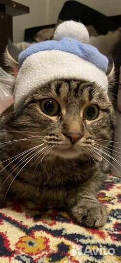 Кот на вязку