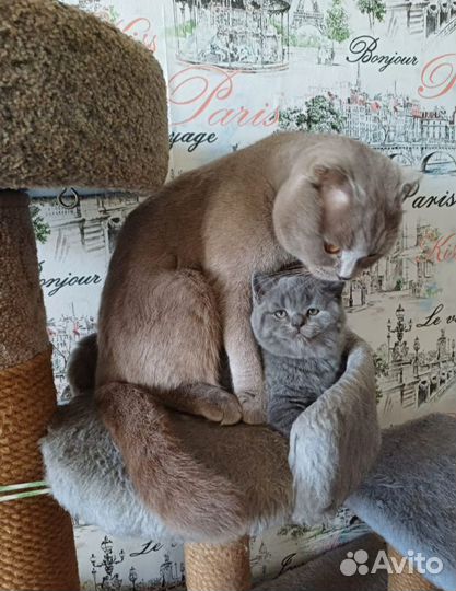 Шотландские котята