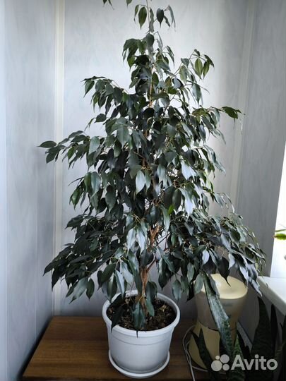Фикус бенджамина плетеный
