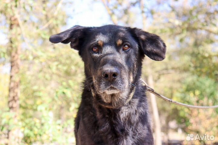 Собака в дар