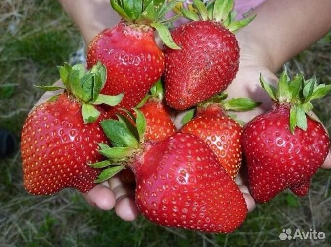 Рассада клубники -Азия