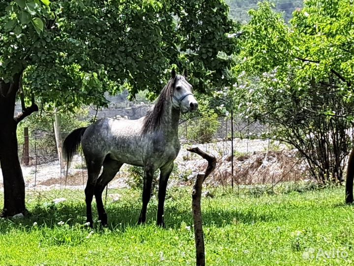 Арабский жеребец