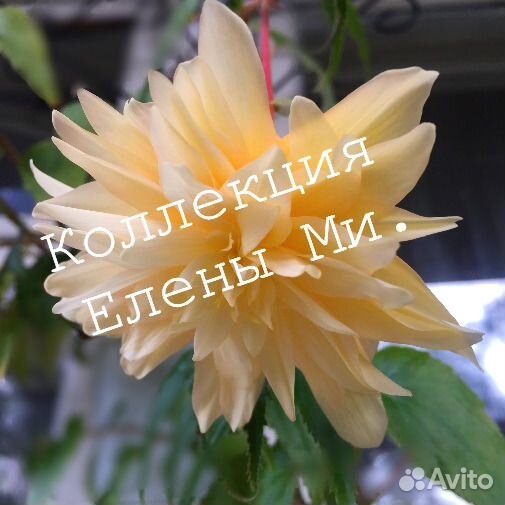 Бегония корневая кустовая и ампельная