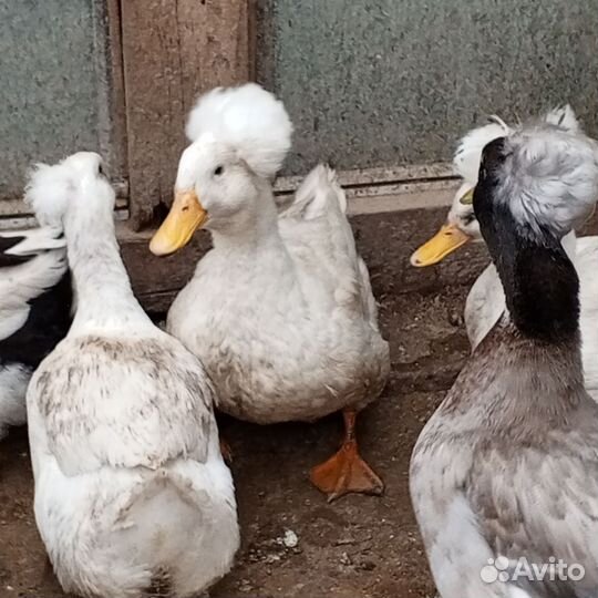 Утята (хохлатые)