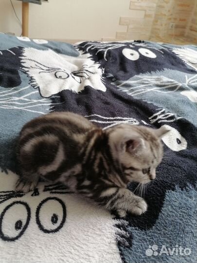 Британские котята