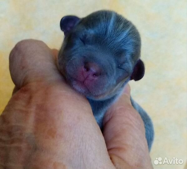 Щенки чихуахуа мини