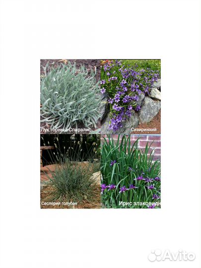 Многолетние растения