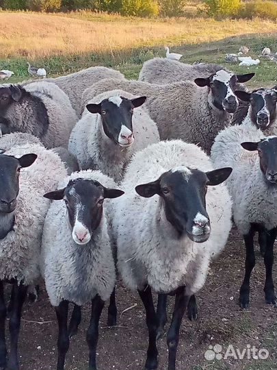 Молодые бараны и овцы