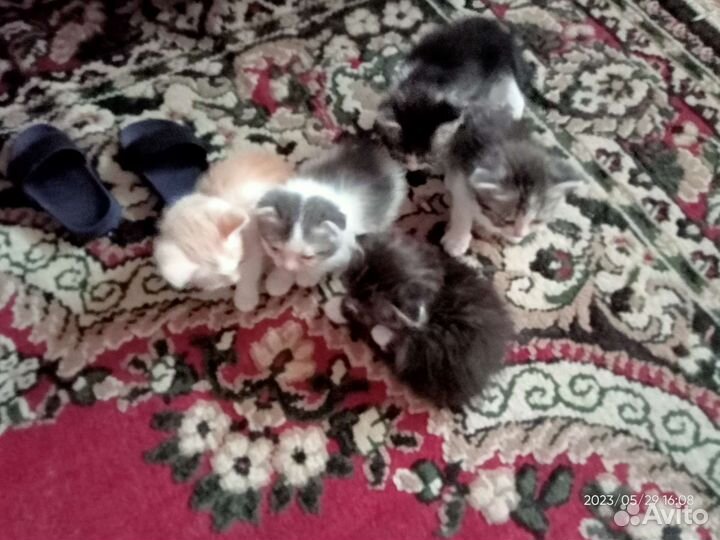 Шотландские котята