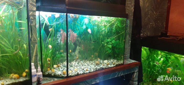 Аквариум