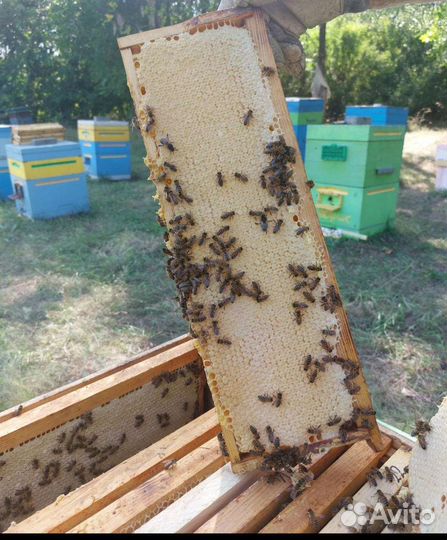 Мед в сотах