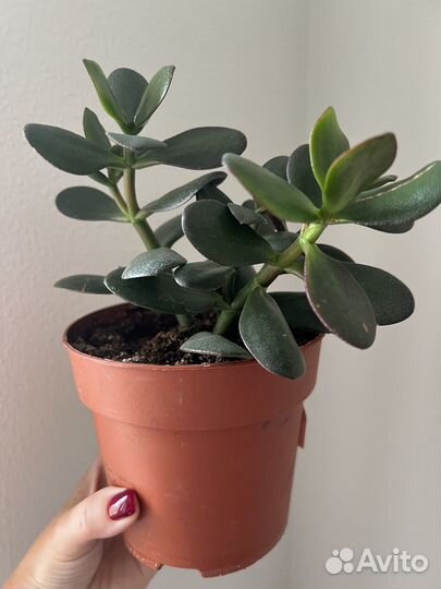 Толстянка денежное дерево комнатное растение