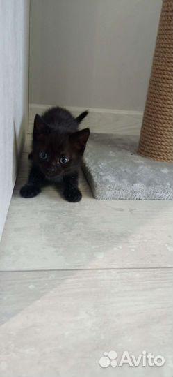 Отдам котят