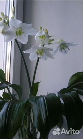 Диффенбахия, амазонская лилия, монстера