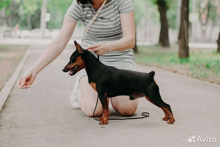 Цвергпинчер вязка