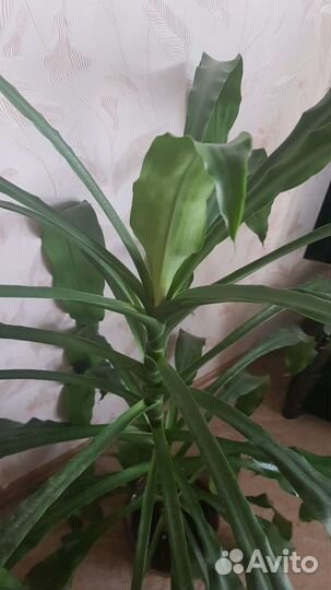 Пальма Драцена