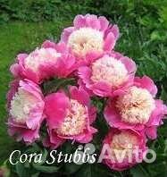 Пион Кора Стабс