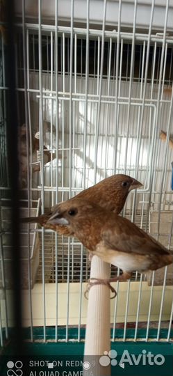 Японские амадины