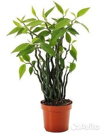 Педилантус (взрослый, не черенок )