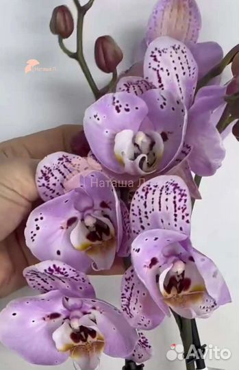Орхидея фаленопсис